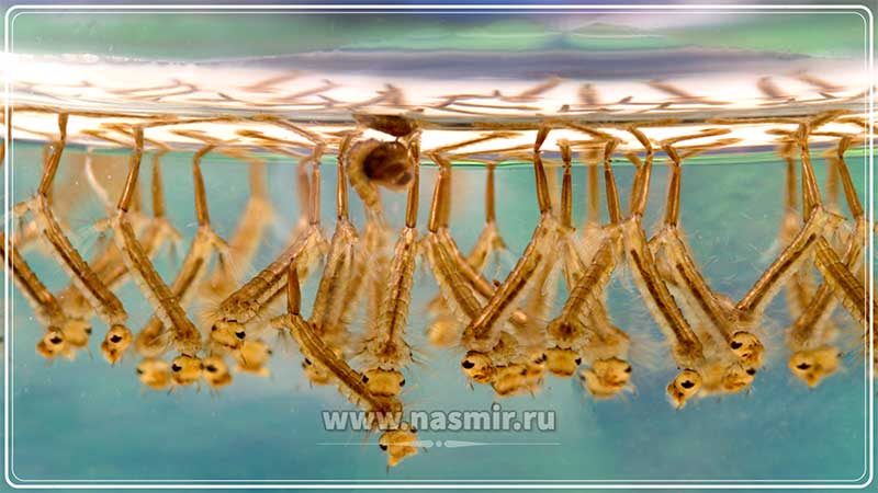 а один раз самка способна сделать кладку до 150 личинок, которые находясь в воде, питаются мелкими микроорганизмами, но и сами нередко являются кормом для других насекомых либо рыб.